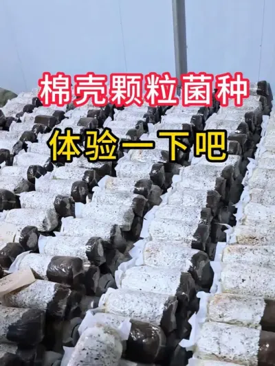 棉壳颗粒菌种，科学配比菌丝健壮，来体验一下吧。#平菇种植 #平菇菌种 #食用菌栽培种 #栽培种