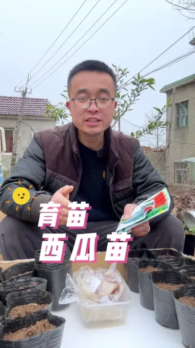 西瓜育苗步骤，西瓜育苗方法？#每天分享蔬菜种植技巧 #关注我一起学种菜 #学种菜 #种植小技巧 #田间地头就是我的舞台