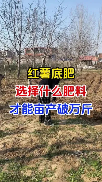 红薯底肥怎么选亩产破万斤#红薯种植#红薯底肥#红薯管理#红薯高产