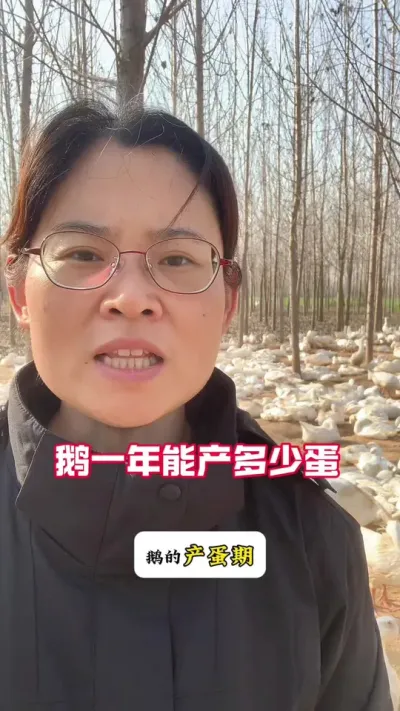 鹅一年能产多少蛋？#养鹅技术分享 #科学养鹅 #养鹅人 #养殖人加油 #三农
