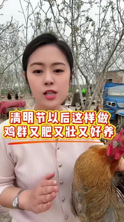 清明节以后这样做，鸡群又肥又壮又好养 #养鸡#养鸡妙招#科学养鸡#散养土鸡#鸡驱虫