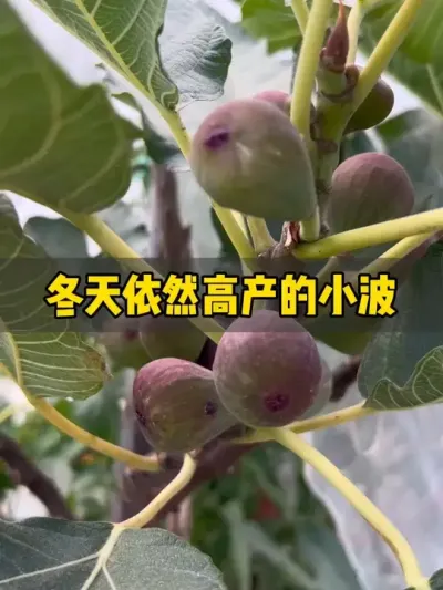 倒霉的我又中招了，楼顶鸟爷太多，天天盯着我的无花果薅羊毛！#无花果 #盆栽果树 #记录我的种植生活 #紫色波尔多