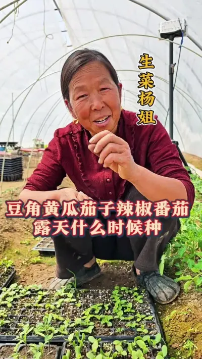 蔬菜的种植时间 露天蔬菜的种植时间#蔬菜种植 #二十四节气 #蔬菜种植时间表 #生菜杨姐 #三农 @DOU+小助手 @DOU+上热门