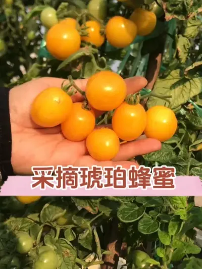 盆栽的番茄高产似母猪，阳光一样明媚的颜色，种了就是赚了！ #盆栽番茄 #三农 #琥珀蜂蜜番茄 #我的小菜园 #楼顶果园
