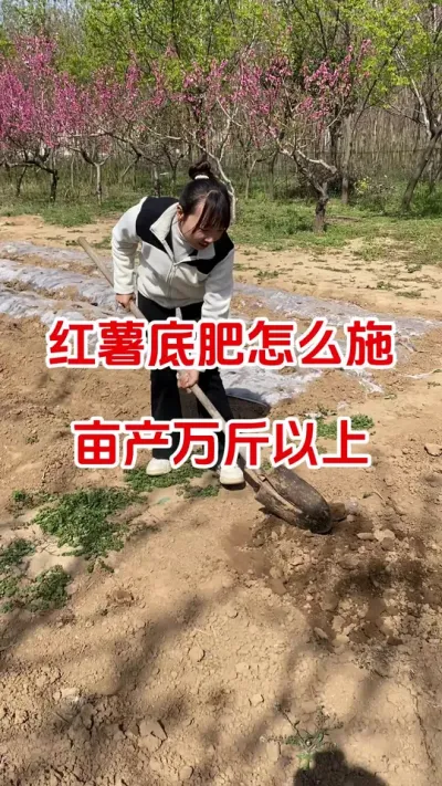 红薯底肥怎么施亩产万斤以上#红薯种植#红薯底肥#红薯管理#红薯高产