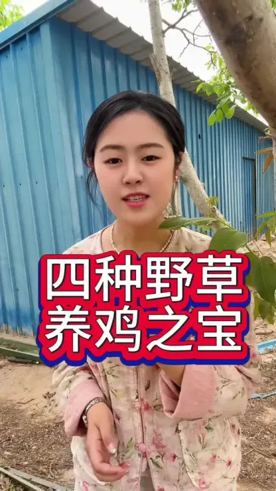 四根野草养鸡之宝#服务三农支持三农 #科学养鸡 #鸡鸭鹅养殖 #养殖小妙招 #抖音养鸡人