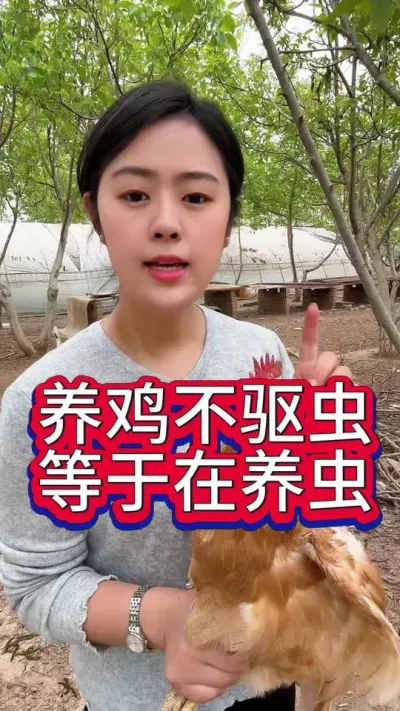 养鸡不驱虫等于在养虫#养鸡 #鸡鸭鹅养殖 #服务三农支持三农 #抖音养鸡人 #养鸡人