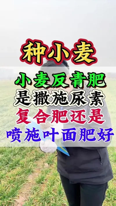 小麦返青肥是撒尿素、复合肥还是喷施叶面肥好#小麦#种小麦#小麦管理#小麦种植#小麦高产
