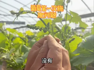 葡萄进入展叶期，要进行第一次施肥，该施加哪些肥？ #三农 #农技推广 #农业种植 #葡萄种植 #技术分享
