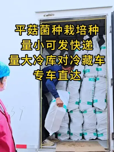 平菇菌种栽培种，量小可发快递，量大冷库对冷藏车，专车直达。#平菇种植 #平菇菌种 #食用菌栽培种 #栽培种