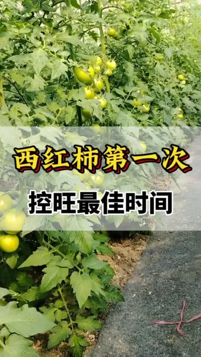 黄瓜套重禁用您了解多少？#黄瓜高产种植 #关注我每天分享种植知识 #黄瓜高产种植 #黄瓜化瓜的原因及解决方法 
 #农业种植