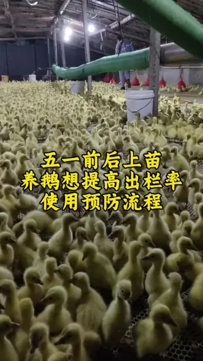 #养鹅技术分享 #养鹅人 #肉鹅 #禽病技术指导 #鹅