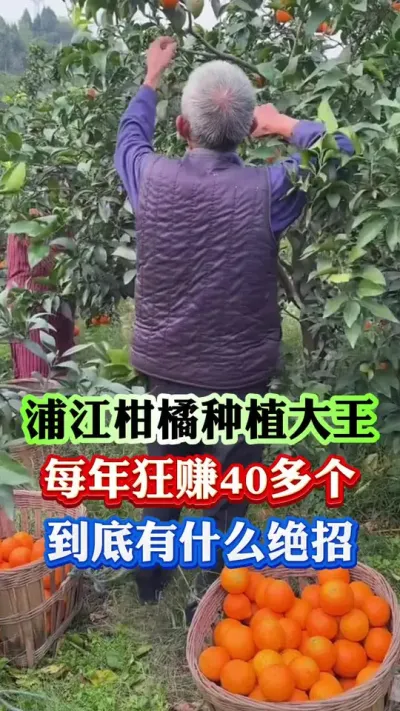 四川蒲江种植大王，年年高产的秘密#果树种植 #柑橘种植 #果树管理 #病虫害防治