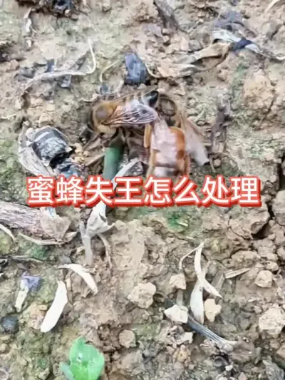 蜜蜂失王怎么处理#蜜蜂养殖 #蜂王 #三农