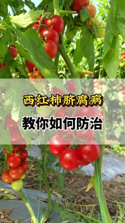 西红柿脐腐病教你如何防治#番茄种植方法及管理技术 #番茄的种植方法 #番茄种植技术 #西红柿脐腐病 #西红柿种植技术与管理法