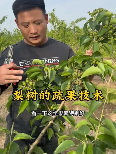 #果树管理 #助农行动 #乡村振兴 #梨树疏果 #抖音三农 @抖音小助手 @抖音热点 @抖音创作者中心