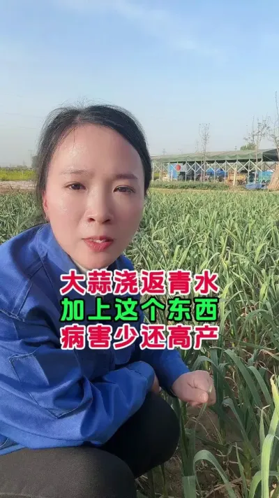 大蒜返青水怎么浇 #大蒜种植技术 #大蒜病害防治 #德夫特葱姜蒜菌净