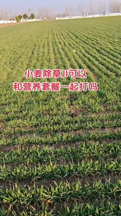 小麦除草可以和套餐一起打吗#抖音助农 #农业人 #小麦 #农业种植 #种地不容易