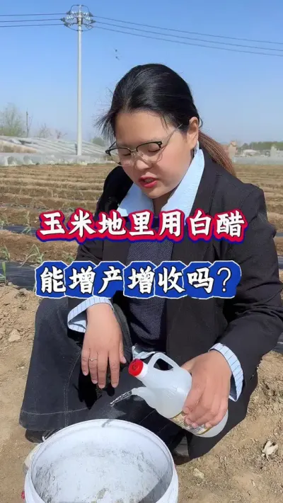 玉米地里用白醋，能增产增收吗？#玉米#玉米种植#玉米高产#三农#玉米高产管理