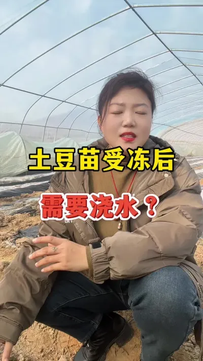 土豆苗受冻后需要浇水？#土豆种植 #土豆 @抖音小助手