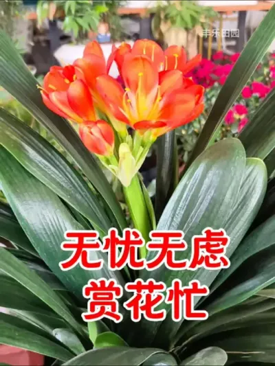 把握早春的机会，给家里的 #花卉绿植养花 喷点 #石硫合剂 来年春天 #病虫害 真的少多了#养花小知识 #病虫害防治