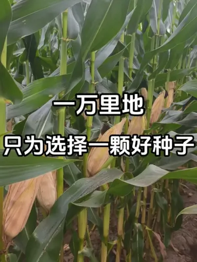 一万里地只为选择一颗好种子 选品种一定要注意这些细节：穗位齐不齐，穗位多高，籽粒结实性、根系情况、茎干柔韧度、植株株型，抗病性等等。#玉米品种 #挑选玉米品种