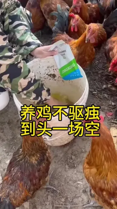 胄养鸡不驱虫，到头一场空#服务三农支持三农 #养鸡人 #科学养鸡 #养殖小妙招 #鸡鸭鹅养殖
