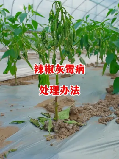 辣椒出现灰霉病的症状条件以及防控办法#辣椒种植 #辣椒 #小米辣 #线椒 #来抖音学农技