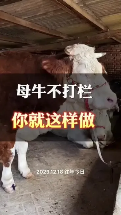 母牛不打栏，你就这样做#全国养牛人 #肉牛养殖 #西门塔尔母牛 #西门塔尔