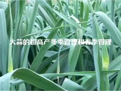 大蒜的超高产冬季管理和春季管理#土壤改良 #农资肥料 #农业技术推广 #种植技术