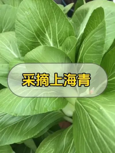 最爱的青菜之一，上海青又可以摘了。#记录我的种植生活 #我的小菜园 #楼顶菜园 #自己种的纯天然的绿色蔬菜 #种菜