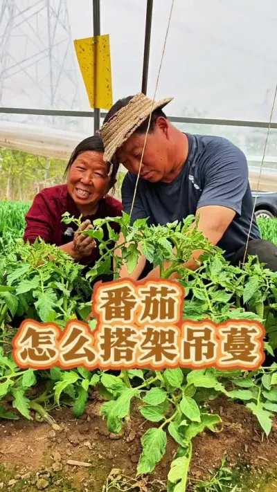 番茄怎么搭架吊蔓 番茄的整枝吊蔓#番茄种植 #西红柿种植  #蔬菜种植 #生菜杨姐 #生活小妙招 @DOU+小助手