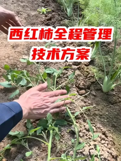 西红柿全程管理技术方案 #西红柿种植 #蔬菜种植 #分享农业知识帮农民增产增收 #三农 #农业种植