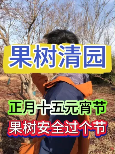 正月十五元宵节过后，到底用什么让果园没有一点病虫害#果树 #果树种植 #果树管理 #果园管理