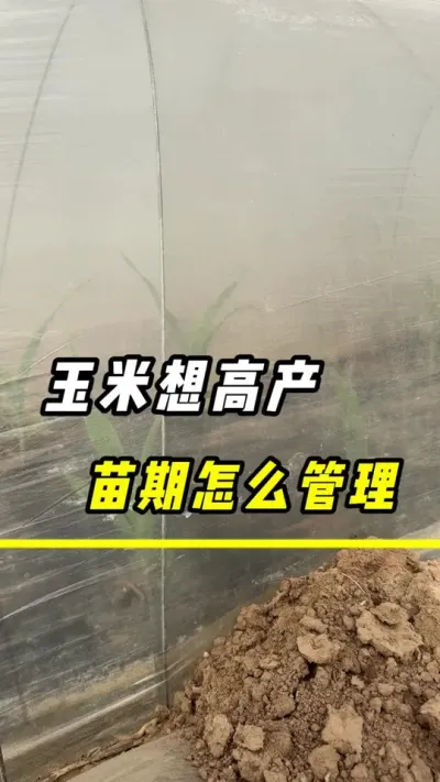 玉米想高产，苗期怎么管理#农业 #三农 #玉米种植 #玉米金大棒 #玉米