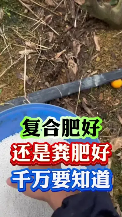 复合肥好还是粪肥好，一定不能搞错了#果树种植 #果树管理 #果园管理 #柑橘种植