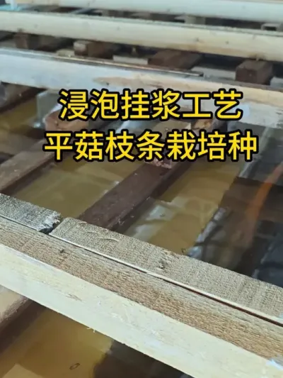 浸泡挂浆工艺，平菇枝条栽培种，菌丝浓白健壮。常年生产预定。#平菇种植 #平菇菌种 #食用菌栽培种 #栽培种