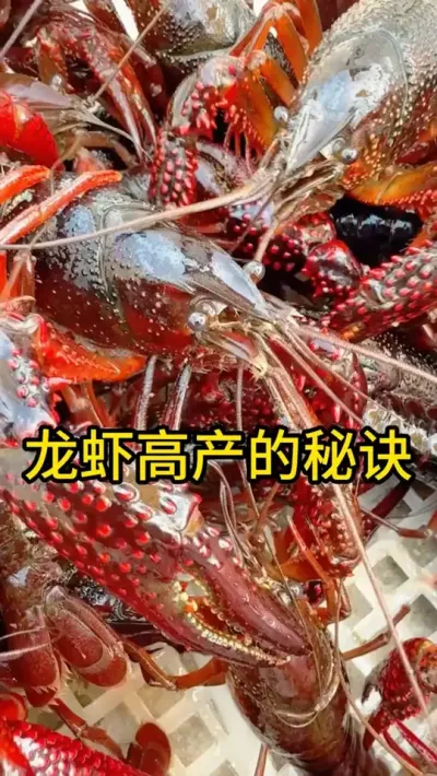 龙虾高产的秘诀 #小龙虾 #三农 #新农人计划 #吃龙虾的季节 #渔德盛