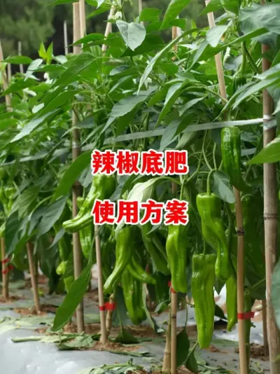 春季辣椒底肥使用配方及方法#辣椒种植 #辣椒 #小米辣 #线椒 #来抖音学农技