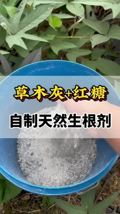 草木灰加红糖自制生根剂#西红柿的种植技术 #番茄种植方法及管理技术 #番茄生根肥 #草木灰 #西红柿种植技术与管理法