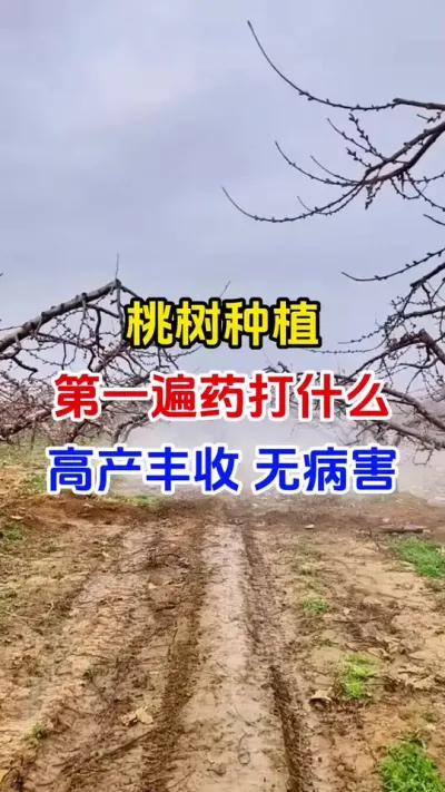 桃树第一遍药怎么打才能高产丰收少病害#桃树种植#桃树管理#桃树病害防治#桃树高产#分享农业知识帮农民增产增收