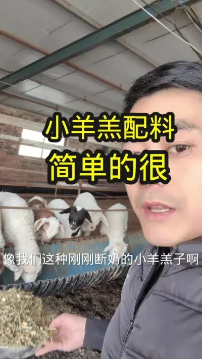 小羊羔子一定要喂熟化开口料？#农村养羊 #养羊人 #养羊技术分享 #养羊
