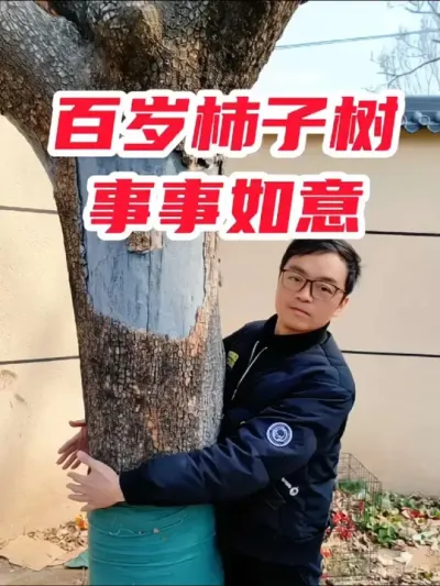 百岁柿子树，每年柿子结的又大又多又甜的小妙招 #柿子 #柿子树 #果树种植 #果树病虫害 #蚧壳虫
