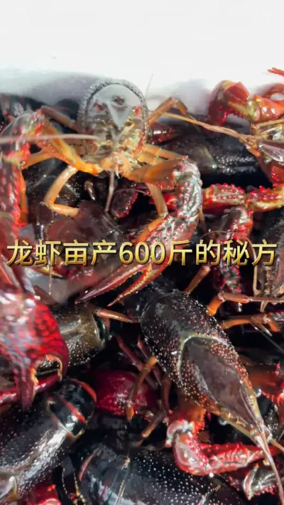 龙虾亩产600斤的秘方 #三农 #农业 #小龙虾 #渔德盛 #2025新农人计划