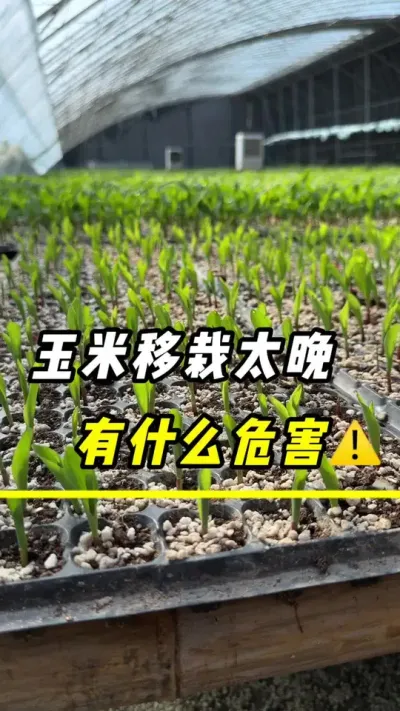 玉米移栽太晚，有什么危害#玉米 #玉米移栽 #三农 #玉米种植 #农业