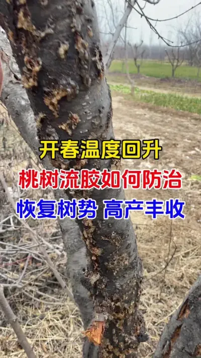 开春温度回升，流胶怎么样防治#桃树种植 #桃树流胶 #流胶病怎么治 #果园管理