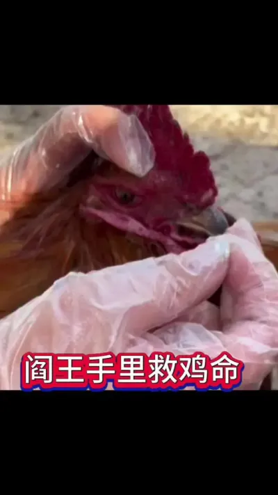 阎王手里救鸡命 养鸡救命药十年不死鸡这是一个可以从阎王手里救鸡命的特效产品不管生病多严重你都可以给它喂上一片可以帮你把鸡从阎王手里救下来#抖音养鸡人#鸡病防治#科学养鸡#养鸡妙招#新手养鸡