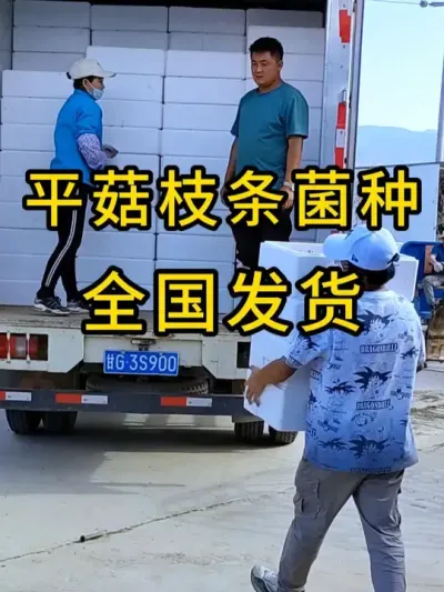 平菇杨木挂浆枝条菌种，纯手工制作，确保质量，全国发货。#平菇种植 #平菇菌种 #食用菌栽培种 #栽培种