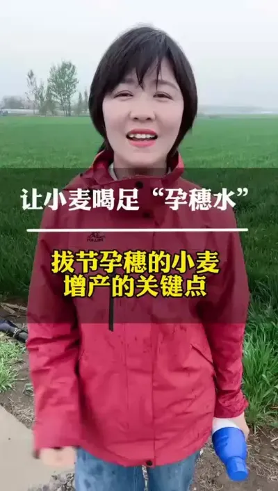 让小麦喝足&ldquo;孕穗水&rdquo;抓住小麦增产关键点！ #农业种植 #新农人计划 #好物推荐🔥