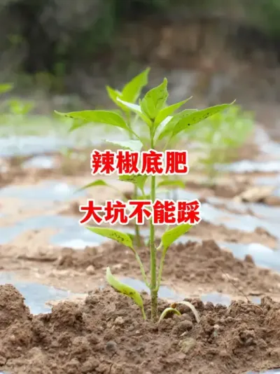 辣椒底肥别用错，用错底肥整块地都废了#辣椒种植 #辣椒 #小米辣 #线椒 #来抖音学农技